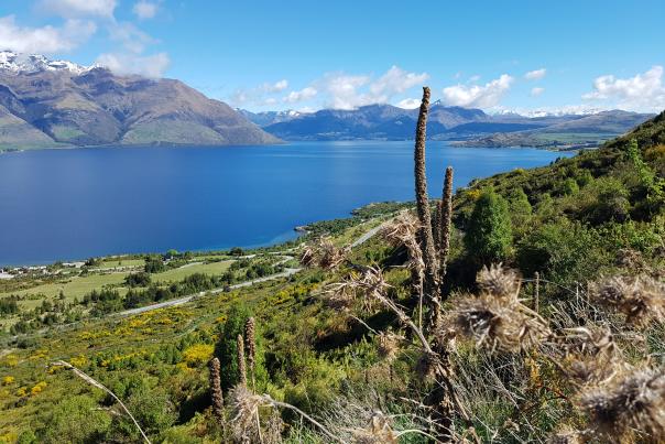 Looking back at Queenstown from Wye Creek