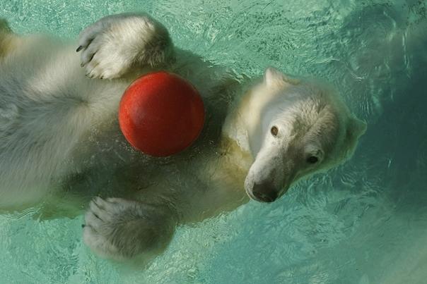 North Carolina Zoo's oldest polar bear passes away