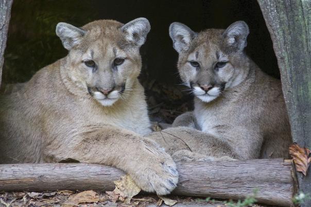 Orphaned cougars at the North Carolina Zoo celebrate first birthday