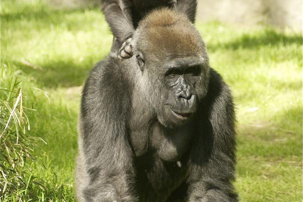 Expanded gorilla exhibit coming to the North Carolina Zoo in 2015
