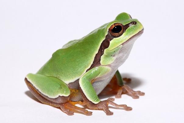 North Carolina Zoo celebrates Amphibian Awareness Day