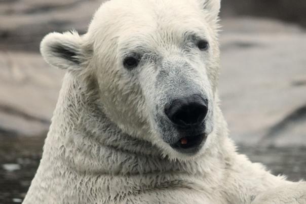 North Carolina Zoo to Acquire Another Polar Bear