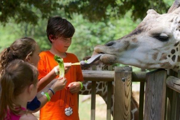 Entire North Carolina Zoo will reopen this weekend