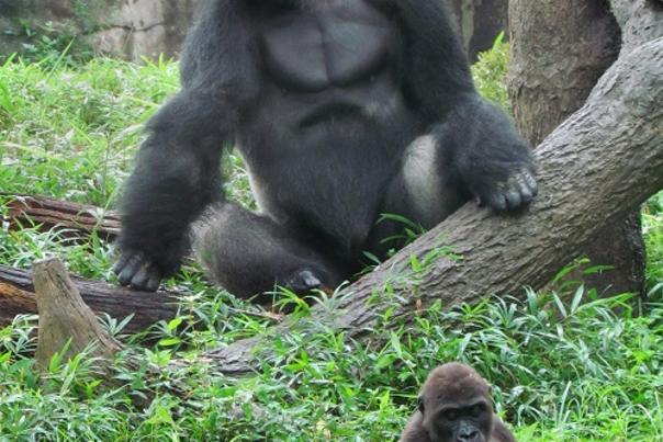 North Carolina Zoo to host Welcome Home Celebration for gorillas