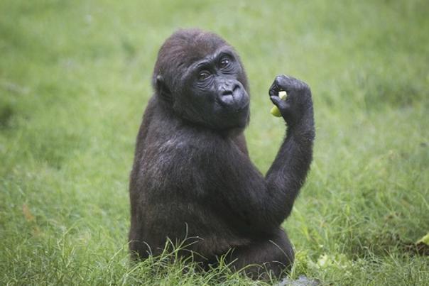 Welcome Home Celebration planned for North Carolina Zoos gorilla troop