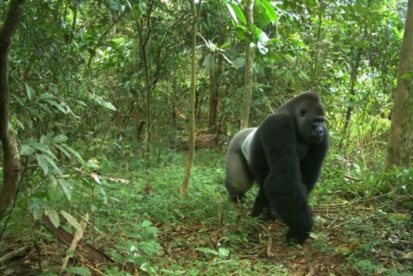 North Carolina Zoo Receives National Award for Saving Gorillas in the Wild