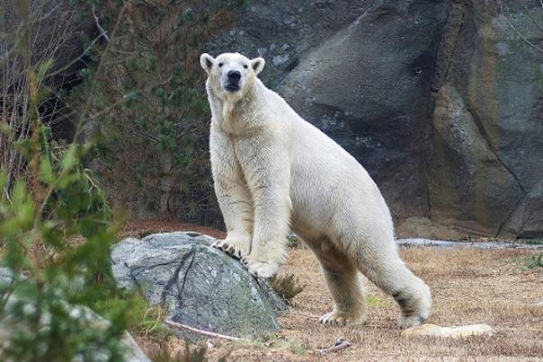 North Carolina Zoo Reopens Tomorrow With New Polar Bear on Exhibit