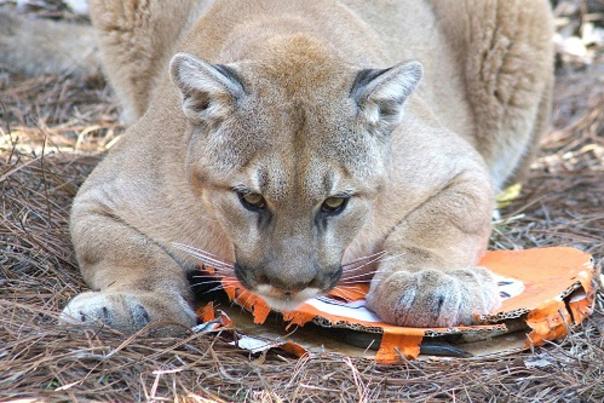 North Carolina Zoo Accepts Super Bowl Wager from the Denver Zoo