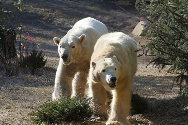North Carolina Zoos Two Polar Bears Meet for the First Time