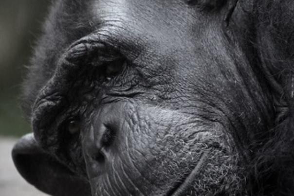 Beloved North Carolina Zoo Chimp Passes Away
