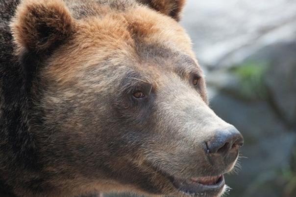 Its a Bear-y Good Weekend to Visit the NC Zoo