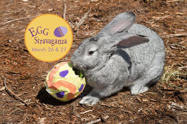 Eggcellent Animal Egg-Stravaganza at NC ZOO This Weekend