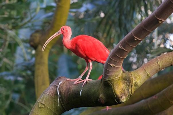 Birds, Blooms and Moms This Weekend at the North Carolina Zoo