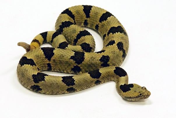 Save Our Snakes Slithers into the North Carolina Zoo This Saturday
