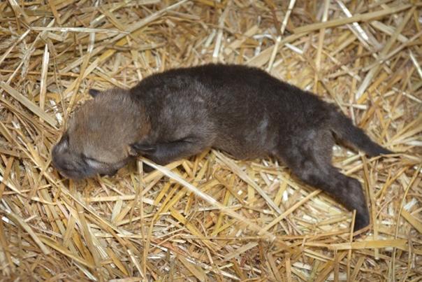Red Wolf Pup Born at the North Carolina Zoo