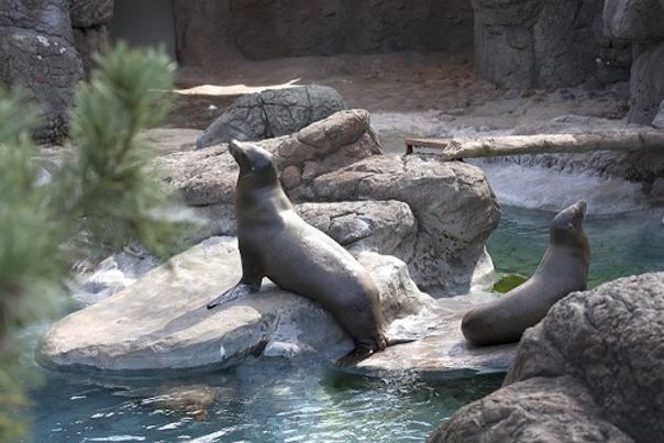 Explore the Oceans of the World Saturday, June 4th, at the North Carolina Zoo
