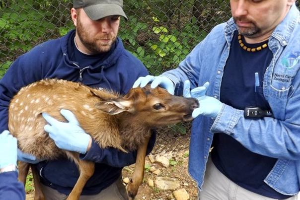 Three Baby Elk Are Born at the North Carolina Zoo for First Time