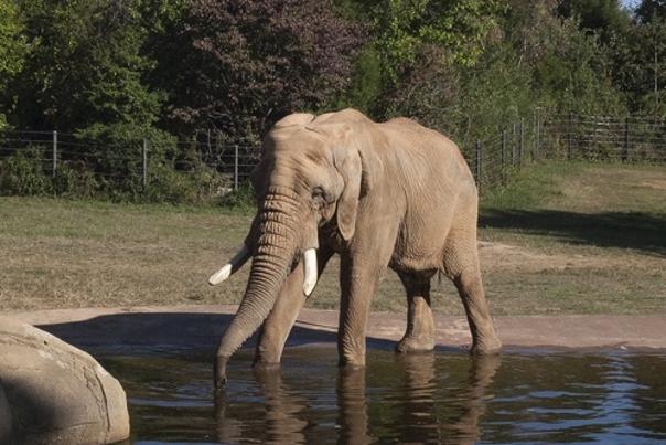 North Carolina Zoo Achieves Goal of Forming Five Elephant Herd to Encourage Breading, Socialization,