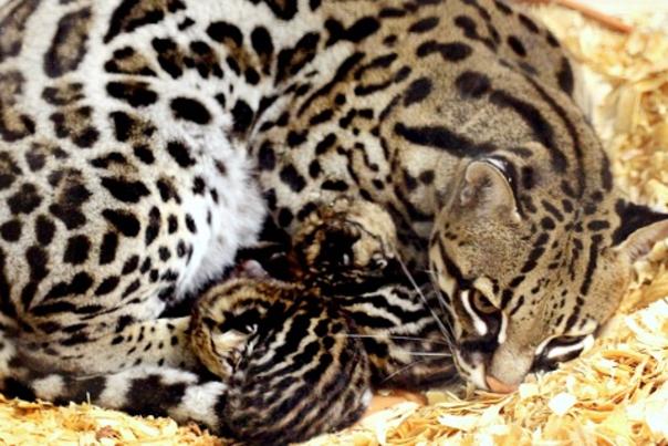 Ocelot Kittens Born at North Carolina Zoo