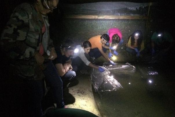 North Carolina Zoo Sends Puerto Rican Toad Tadpoles Back to Their Natural Habitat