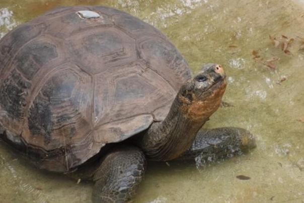Iconic Tortoise from North Carolina Zoos Past Dies in Florida