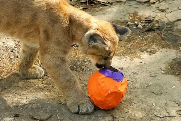 Egg-Stravaganza is an Eggcelent way to spend this Weekend at the North Carolina Zoo