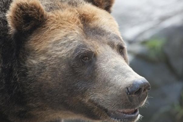 Its a Bear-y Good Saturday to Visit the North Carolina Zoo