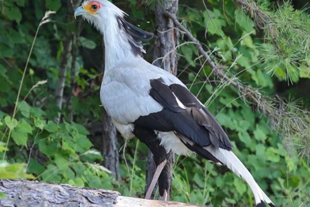 North Carolina Zoo Requests Continued Help to Find Secretary Birds