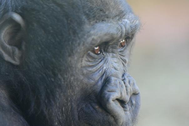 Dembe to Join North Carolina Zoos Gorilla Troop