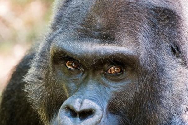 North Carolina Zoo Saving Wild Gorillas and Celebrating the first World Gorilla Day