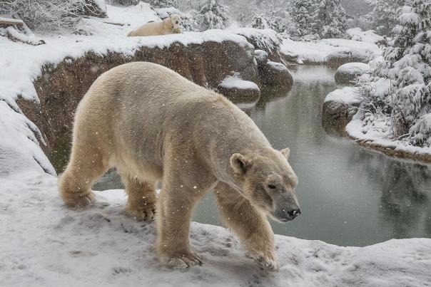 Snow Day Means Snow Play for Nikita and Anana North Carolina Zoo to Remain Closed on Thursday