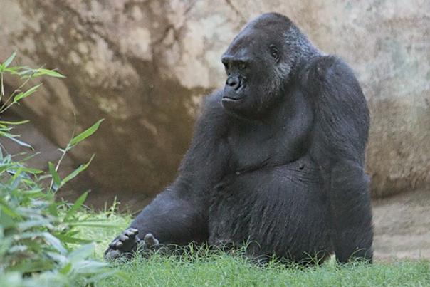 North Carolina Zoo Mourns the Passing of Rosie, the Matriarch of the Zoos Gorilla Troop