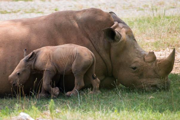 Friday the 13th Lucky Day for the North Carolina Zoo with Birth of Second Southern White Rhino