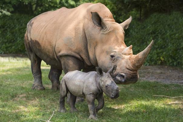 North Carolina Zoo Announces Public Poll to Help Name New Baby Rhino