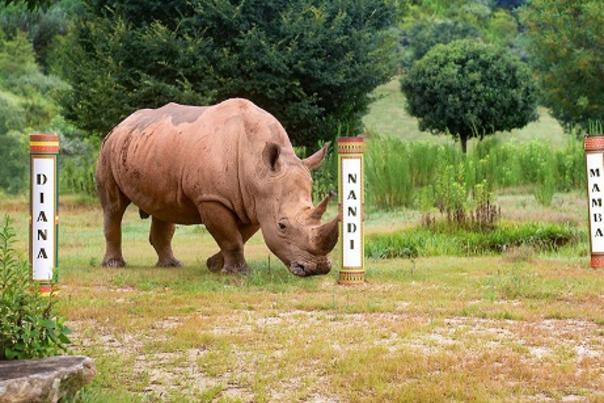 North Carolina Zoo Announces Name of Baby Rhino Chosen Through Public Poll. With a Little Help From