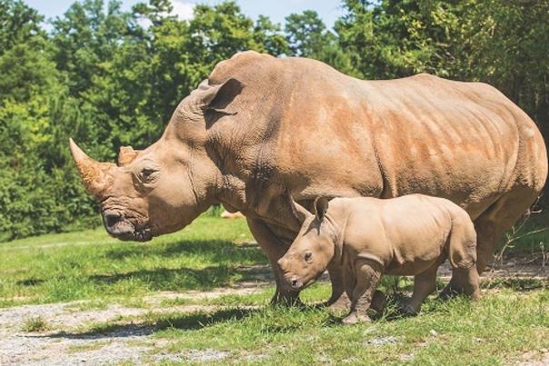 North Carolina Zoo Announces Name of Second Rhino Baby Born July 13, 2018
