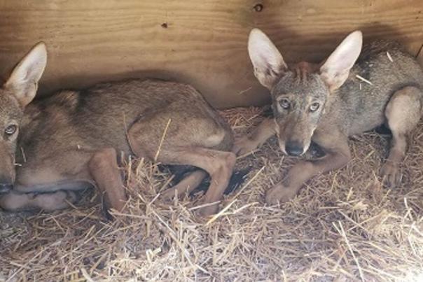 North Carolina Zoo Joins the Conservation Center for Species Survival