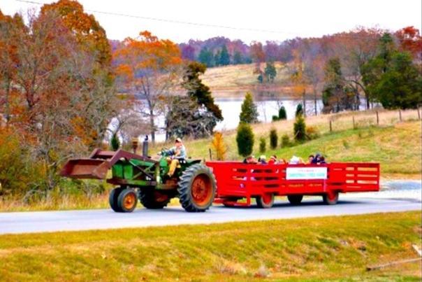 Where to buy the perfect Christmas tree around Charlotte