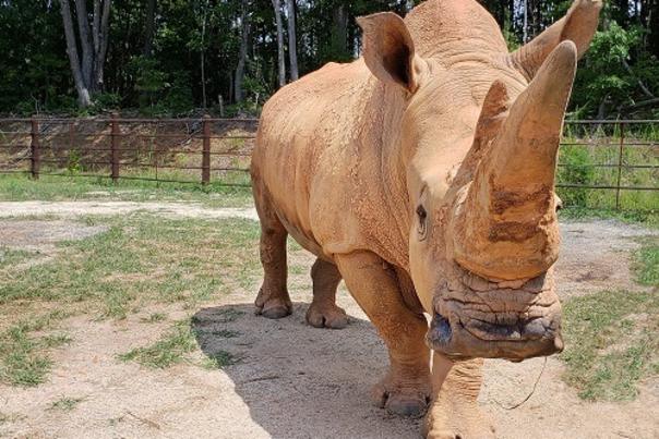 North Carolina Zoos Beloved Rhino Stanley Passes Away at 49