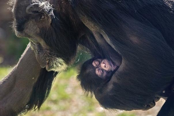 North Carolina Zoo Announces Birth of Chimpanzee  Boost for Conservation Efforts