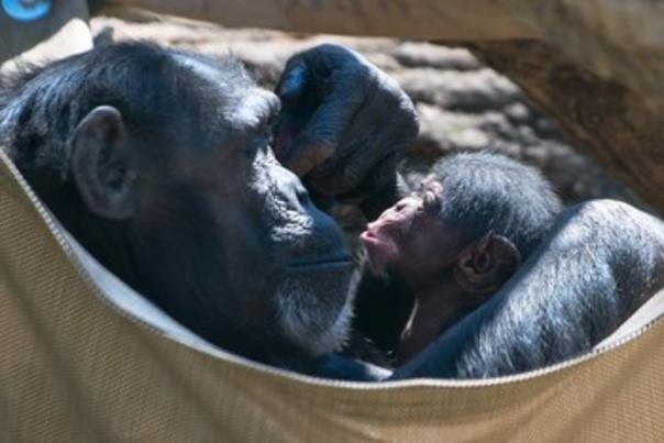North Carolina Zoo Announces Naming Contest for Baby Chimpanzee