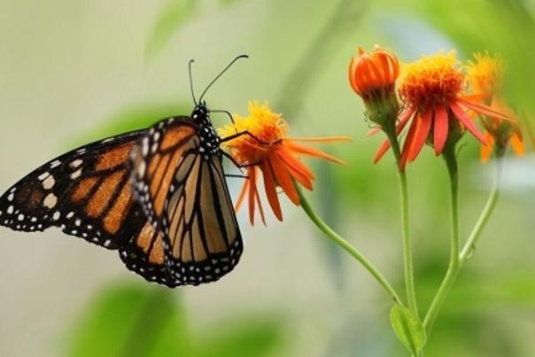North Carolina Zoos New Kaleidoscope Butterfly Garden Attraction Opens This Weekend