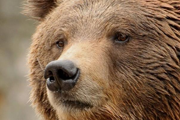 North Carolina Zoos Beloved Grizzly Bear Yepani Passes Away