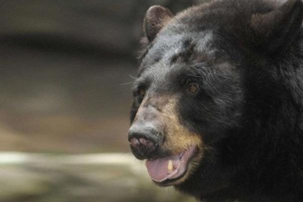 North Carolina Zoos Black Bear Holly Passes Away