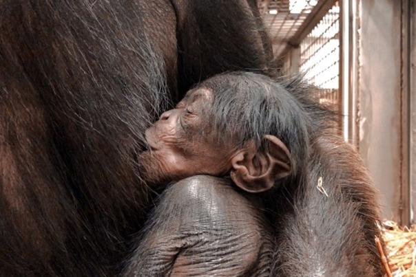North Carolina Zoo Announces Chimpanzee Birth  Second Birth this Year