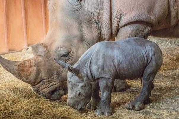 North Carolina Zoo Announces Birth of Southern White Rhino