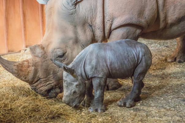 North Carolina Zoo Announces Name of Baby Rhino Born in January 2020