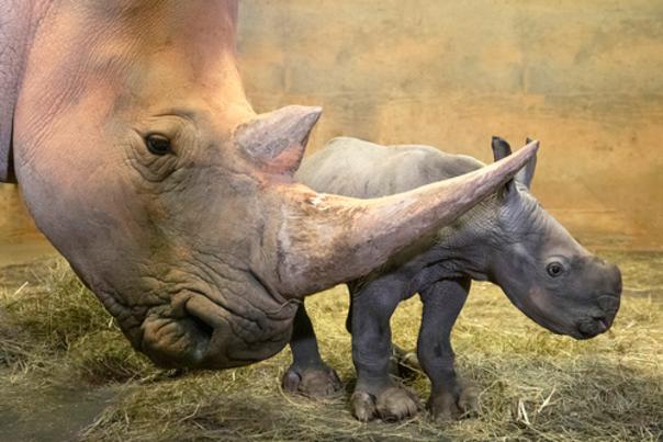 North Carolina Zoo Announces Birth of a Second Southern White Rhino This Year