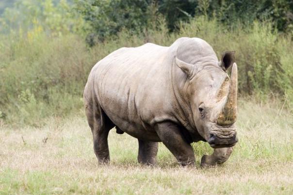20 Zoo and Aquarium Live Streams for a Virtual Visit With Cute Animals