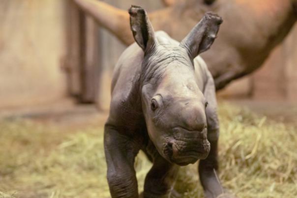 North Carolina Zoo Announces Public Poll to Help Name New Baby Rhino